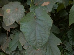 Stigmaphyllon palmatum