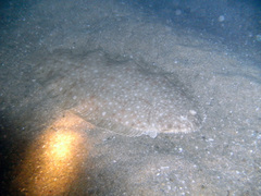 Solea senegalensis