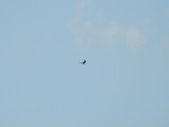 Falco sparverius