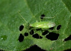 Macrolophus pygmaeus