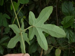 Stigmaphyllon palmatum