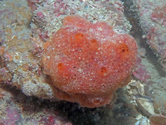Phorbas fictitius