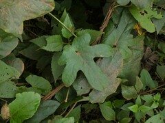 Stigmaphyllon palmatum