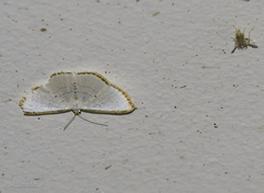 Leuciris fimbriaria
