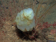 Phallusia mammillata