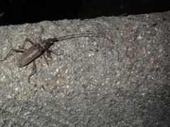 Susuacanga stigmatica