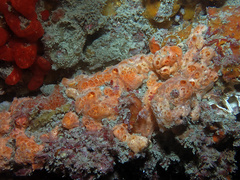 Hemimycale columella