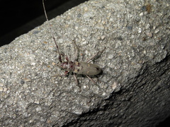 Susuacanga stigmatica