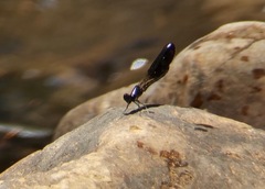 Aristocypha fenestrella