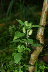 Acalypha arvensis