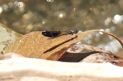 Aristocypha fenestrella