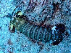 Odontodactylus scyllarus