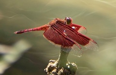 Neurothemis ramburii