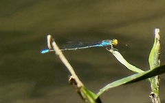 Pseudagrion rubriceps