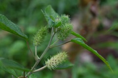 Acalypha arvensis