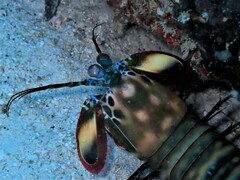 Odontodactylus scyllarus