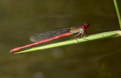 Ceriagrion chaoi