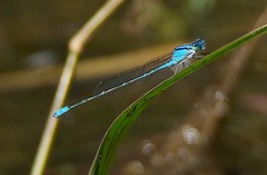 Pseudagrion australasiae