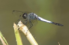 Brachydiplax farinosa