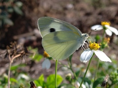 Pieris rapae crucivora