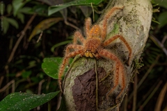 Heteropoda davidbowie