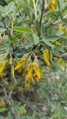 Anagyris foetida