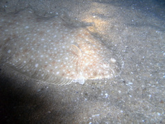 Solea senegalensis