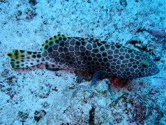 Epinephelus macrospilos