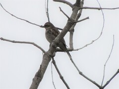 Turdus eunomus