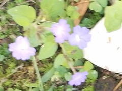 Browallia americana