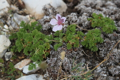 Erodium glandulosum