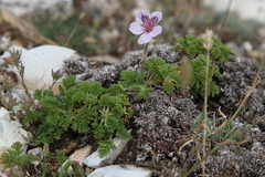 Erodium glandulosum