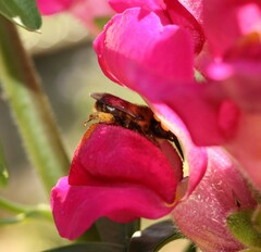 Anthophora furcata
