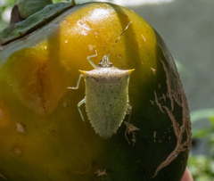 Arvelius albopunctatus