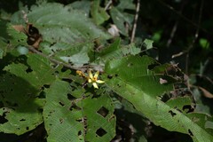 Apeiba tibourbou