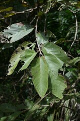 Apeiba tibourbou