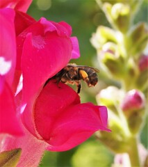 Anthophora furcata