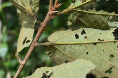 Apeiba tibourbou