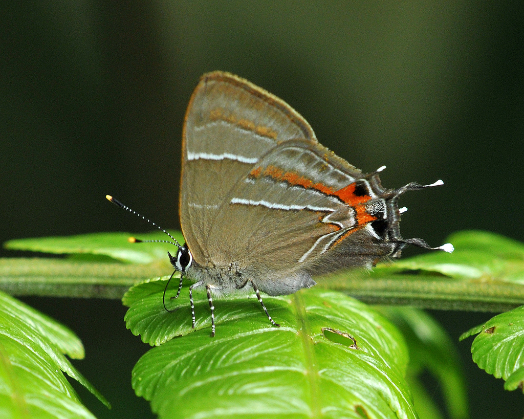 Lamprospilus nicetus