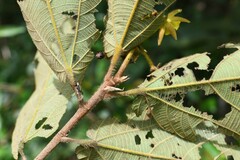 Apeiba tibourbou