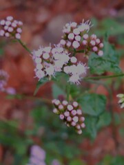 Fleischmannia pycnocephala