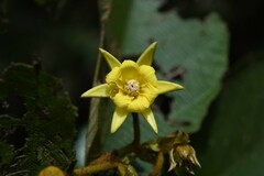 Apeiba tibourbou