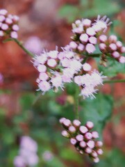 Fleischmannia pycnocephala