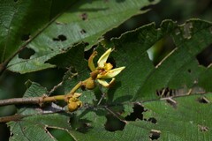 Apeiba tibourbou