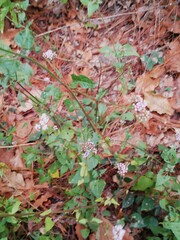 Fleischmannia pycnocephala