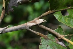 Apeiba tibourbou