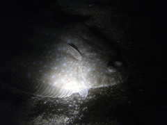Solea senegalensis