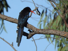 Phoeniculus purpureus