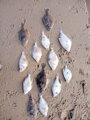 Limanda limanda