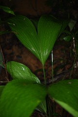 Asplundia brachyphylla